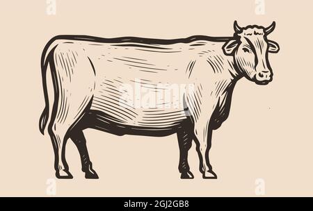 La vache est debout en pleine croissance, vue latérale. Viande de bœuf, concept de boucherie. Illustration vectorielle Illustration de Vecteur