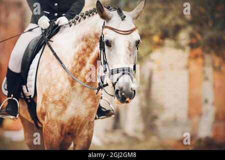 Portrait d'un beau cheval aux prises avec une manie tressée et un cavalier dans la selle, sur fond de feuillage de bouleau. Sports équestres. Cheval Banque D'Images