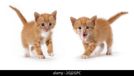 Deux petits chatons orange rayés sur fond blanc Banque D'Images