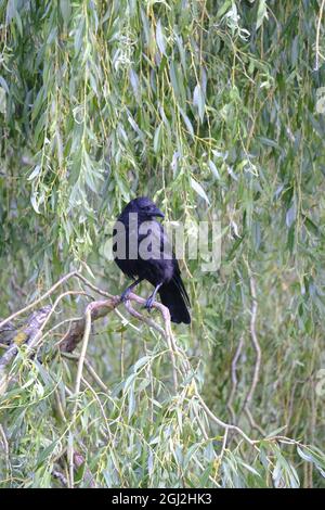 Carrion Crow (Corvus corone) perchée sur une branche de saule de bois (Salix babylonica) Banque D'Images