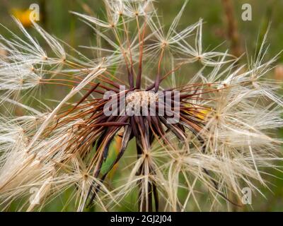 Photographie macro d'une tête de semence de pissenlit, capturée dans un champ près de la ville d'Arcapuco, dans le centre de la Colombie. Banque D'Images