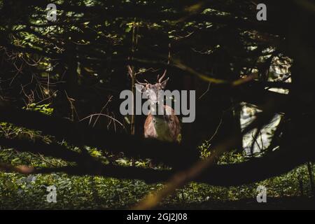 Flow Deer Stag à travers un trou dans la forêt Banque D'Images