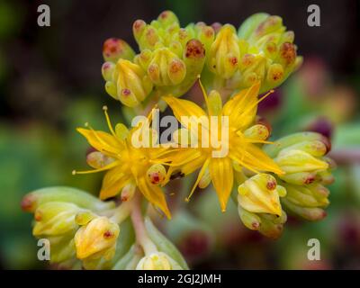 Photographie macro de fleurs succulentes de Sedum palmeri, capturées dans un jardin près de la ville d'Acabuco, dans le centre de la Colombie. Banque D'Images