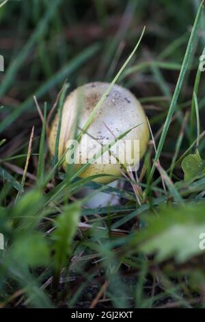 Petite calotte de mort (Amanita phalloides) en croissance dans la nature Banque D'Images