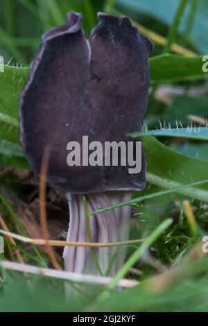 Champignon de selle d'Elfin (Helvella lacunosa) Banque D'Images