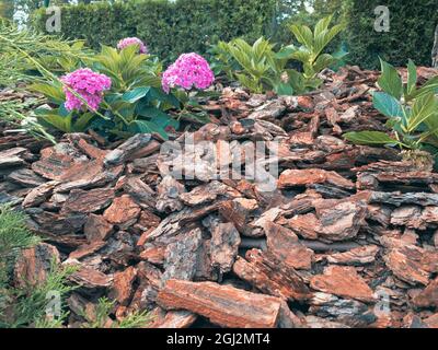 L'écorce naturelle de pin paillis le lit de fleurs dans le jardin. Décoration décorative de lit de fleur de paillis avec géraniums. Banque D'Images