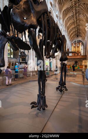 Une vue sur le célèbre dinosaure de Dippy lors de la visite dans la cathédrale de Norwich Norfolk Banque D'Images