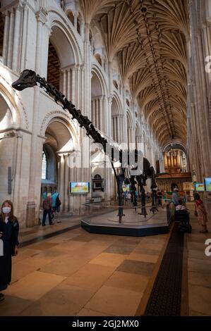 Une vue sur le célèbre dinosaure de Dippy lors de la visite dans la cathédrale de Norwich Norfolk Banque D'Images