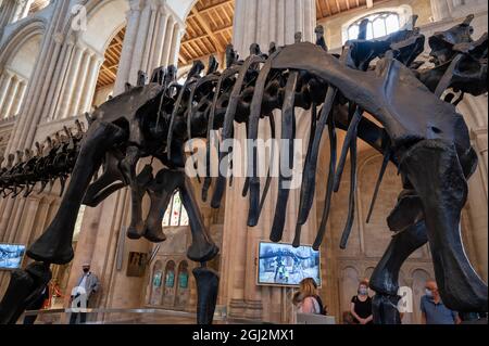 Une vue sur le célèbre dinosaure de Dippy lors de la visite dans la cathédrale de Norwich Norfolk Banque D'Images