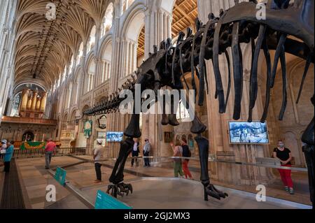 Une vue sur le célèbre dinosaure de Dippy lors de la visite dans la cathédrale de Norwich Norfolk Banque D'Images