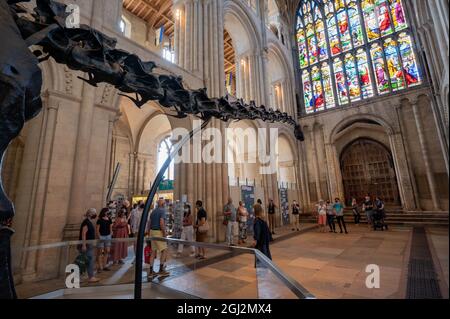 Une vue sur le célèbre dinosaure de Dippy lors de la visite dans la cathédrale de Norwich Norfolk Banque D'Images