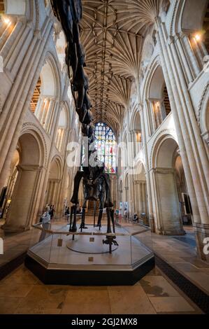 Une vue sur le célèbre dinosaure de Dippy lors de la visite dans la cathédrale de Norwich Norfolk Banque D'Images