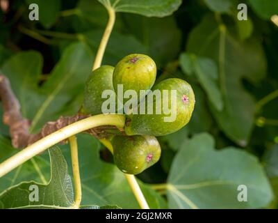 Figues vertes se développant dans un arbre de figues Banque D'Images