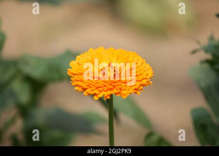 Fleurs jaunes de Chrysanthemum dans un jardin Banque D'Images