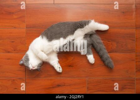 Vue de dessus joli chat de shorthair britannique dormant sur un plancher en bois Banque D'Images