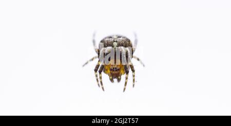 Gros plan d'une araignée Araneus diadematus isolée sur fond blanc Banque D'Images