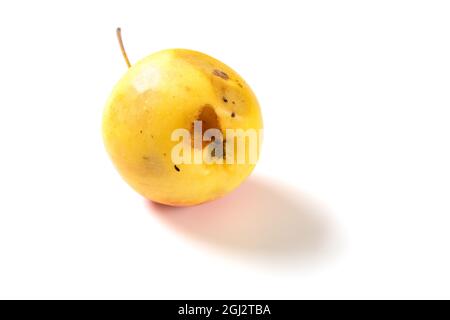 une petite pomme pourrie, enchâdée par un insecte sur un blanc arrière-plan Banque D'Images