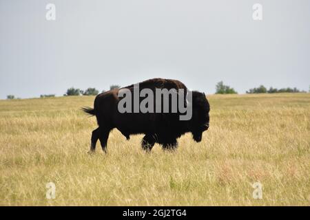 Gros taureau de bison traversant les plaines à la recherche d'un compagnon. Banque D'Images