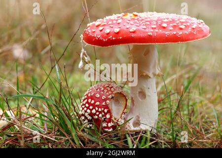 Petite et grande mouche poison amanita - amanita muscaria - champignon toxique Banque D'Images