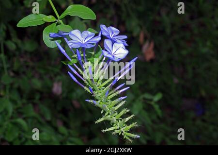 Plumbago capensis floraison en gros plan Banque D'Images