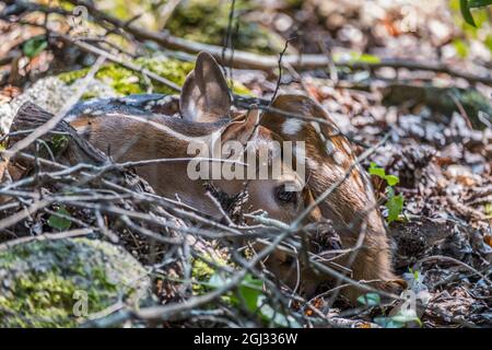 Fauve maudit sur le sol reposant dans la brosse pleine de feuilles et de bâtons dans les bois attendant que sa mère cerf de revenir pour l'obtenir sur un Banque D'Images