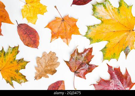Motif feuilles d'érable et de chêne d'automne. De nombreuses couleurs différentes de l'automne feuilles de fond. Feuilles d'érable orange, jaune et rouge sur fond blanc. Dynamique Banque D'Images