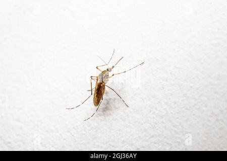 Moustiquaire dangereuse infectée par le virus Zika sur le mur blanc. Leishmaniose, encéphalite, fièvre jaune, dengue, maladie du paludisme, Mayaro ou virus Zika Cu infectieux Banque D'Images