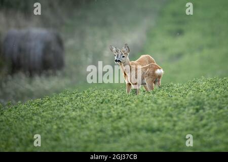 Couple de chevreuils (Capranolus capranolus) sur un pré vert Banque D'Images