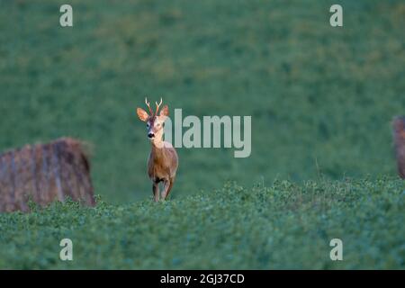 Buck de cerf de Virginie (Capranolus capranolus) marchant dans le champ d'herbe de lucerne Banque D'Images