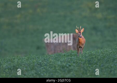 Cerf de Virginie marchant dans le champ d'herbe Buck de Roe caperolus caperolus Banque D'Images