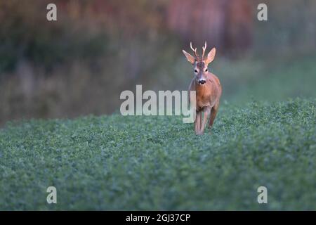 Cerf de Virginie en buck marchant dans la prairie verte Banque D'Images