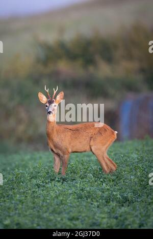 Cerf de Virginie debout et regardant la caméra sur la prairie verte Banque D'Images