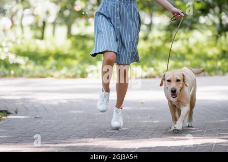 vue courte d'une femme qui court dans le parc avec un chien du labrador en laisse Banque D'Images