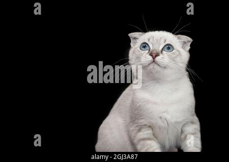 Chaton écossais aux yeux bleus et à plis sur fond noir Banque D'Images