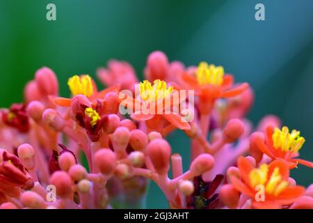 Gout Plant, Gout tige, Rhubarb guatémaltèque, Coral Plant, Australian Bottle Plant,Jatropha podagrica, palackcserje Banque D'Images