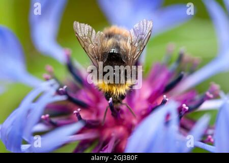 Les bourdons précoces: Bombus pratorum sont magnifiquement moelleux et ils aiment les jardins anglais au début du printemps. Banque D'Images