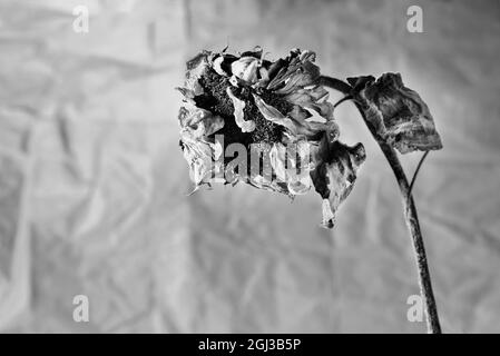 Un tournesol sauvage en noir et blanc Banque D'Images