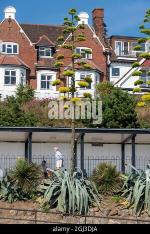 Agave Americana, Century Plant, un type d'agave qui est originaire du Mexique et de l'Amérique centrale, planté sur Gardens, Southend on Sea, Royaume-Uni. En fleur Banque D'Images