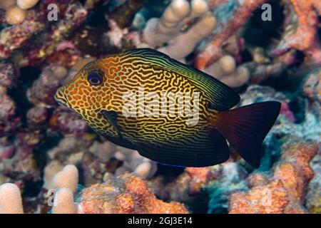 Surgéonfish noir, Acanthurus gahhm, juvénile, Kona Coast, Big Island Hawaii, Etats-Unis, Océan Pacifique Banque D'Images