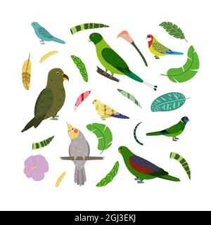 Modèle avec perroquets carrés pour un imprimé enfant. Composition rectangulaire des oiseaux tropicaux kea, queue de raquette, ailé rouge, rosella et cocatier. Ensemble vectoriel de la vie de la jungle dans le style de dessin animé. Illustration de Vecteur