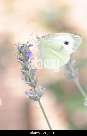 Brimstone commun, Gonepteryx rhamni, ou papillon de chou, sur une plante de lavande. Photo de haute qualité Banque D'Images