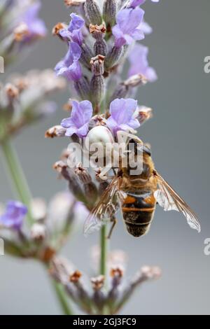 Araignée de crabe blanc, ou Synema globosum, mangeant l'abeille sur la fleur de lavande et vu de côté. Photo de haute qualité Banque D'Images