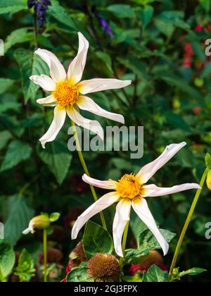 Rose unique fleurs blanches de picotee de la moitié robuste, tubéreuse vivace Dahlia 'Honka fragile' Banque D'Images