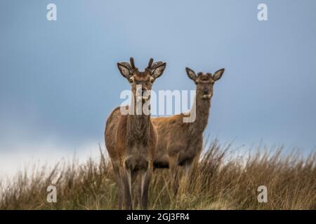 Red Deer sur Big Moor dans le district de English Peak, Wild Herd Banque D'Images