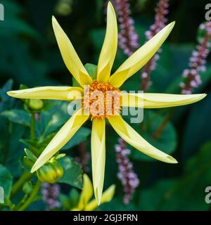 Fleur unique de la moitié robuste, tubéreuse vivace Dahlia 'Honka' Banque D'Images