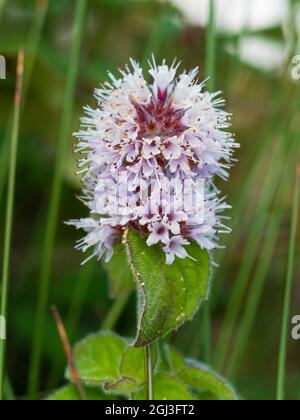 Fleurs de la plante aquatique marginale de tourbière indigène du Royaume-Uni, Mentha aquatica, menthe d'eau Banque D'Images