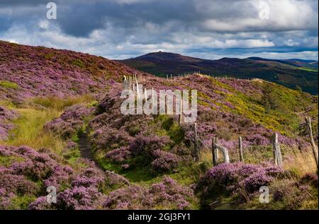 Vue de Penycloddiau à Moel Famau Banque D'Images