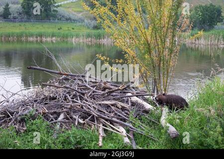 Pavillon de construction Beaver avec branches d'arbres et boue au bord d'un bassin de collecte et de traitement des eaux pluviales dans un parc de la ville Banque D'Images