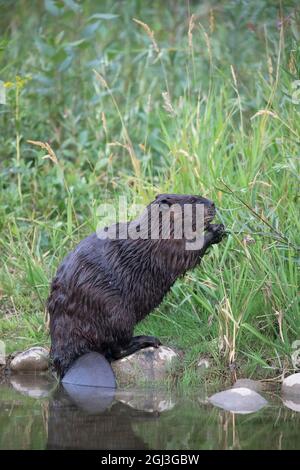Castor mangeant un arbuste de saule, debout sur ses pattes arrière sur une roche près du bord de la rivière pour atteindre la branche Banque D'Images