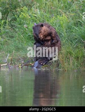 Fourrure de toilettage Beaver, assise dans une végétation verte au bord d'un étang. Ricin canadensis Banque D'Images